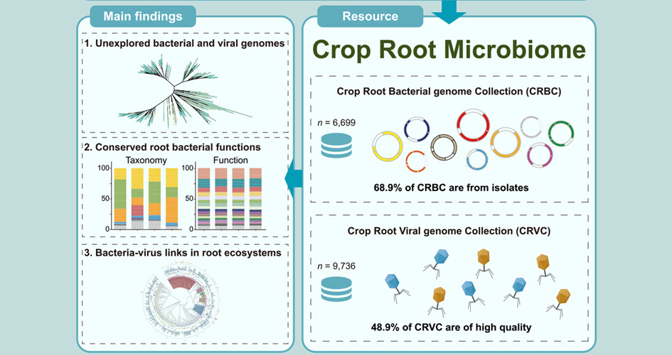 Crop root bacterial and viral genomes reveal unexplored species and microbiome patterns 