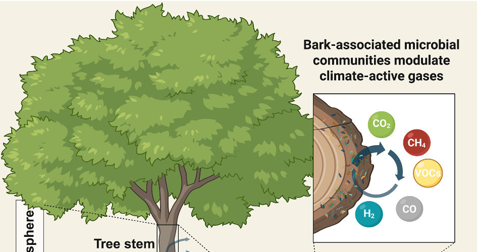 New evidence of the role of microbes in climate management