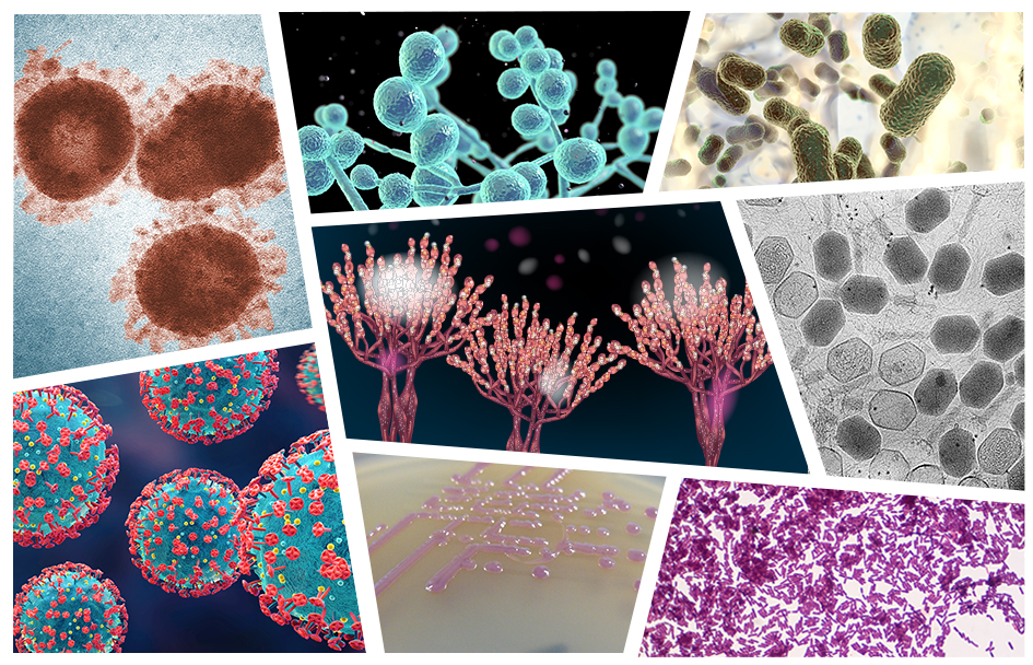 IUMS - International Union of Microbiological Societies